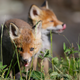 A pair of young Belarusian foxes.